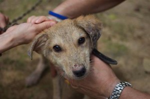 Dogstar helps street dogs in Sri Lanka