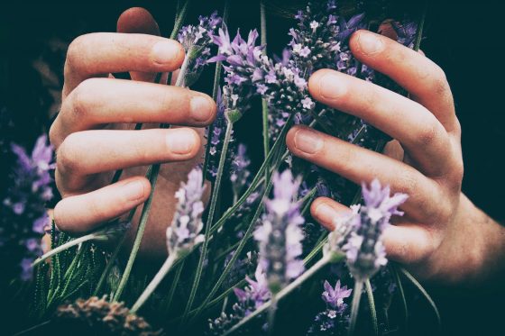 Hands holding lavender flowers