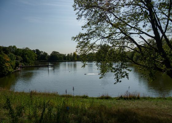 Hampstead Heath ponds by Brett Jordan, Unsplash
