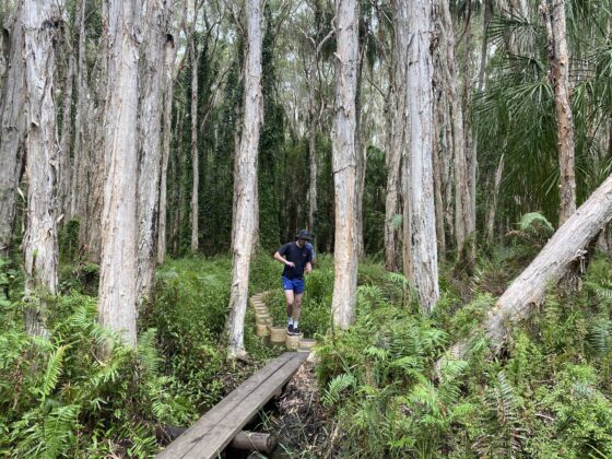 Stepping Stones in Paperbark Forest Walk by Felicity Loughrey