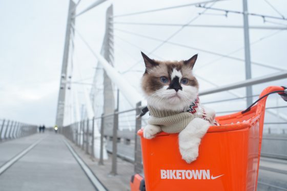 Albert the cat by Cat Mapper Max Ogden, Unsplash