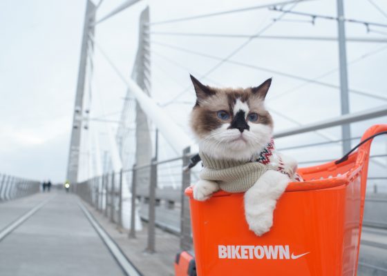 Albert the cat by Cat Mapper Max Ogden, Unsplash
