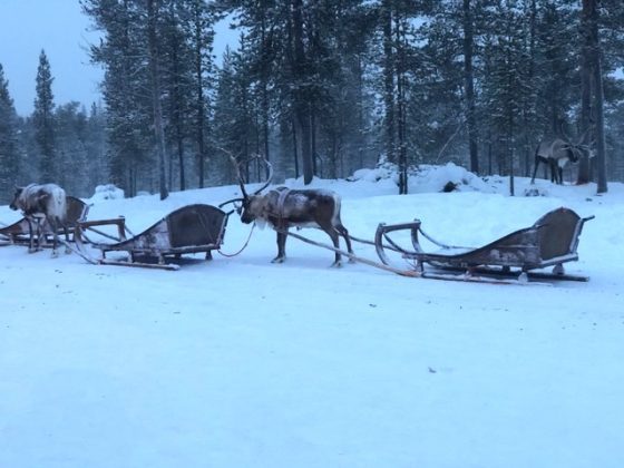 Reindeer sleigh ride in Lapland, Finland photo by Faith Bleasdale