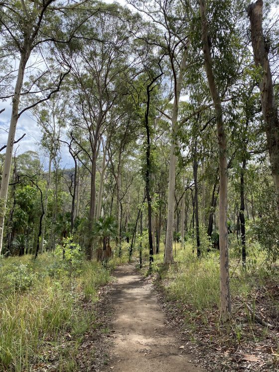 Pathway through national park Carnvarvon Gorge, Queensland