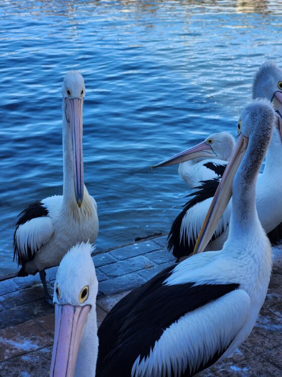The Woy Woy Pelicans