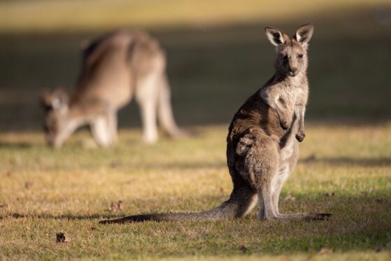 Wild,Kangaroo,In,Canberra,,Australia