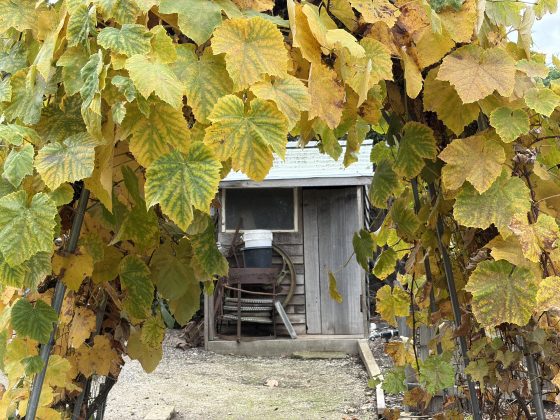 Glebe Gardens Shed