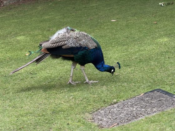 Gorge Morning Peacock