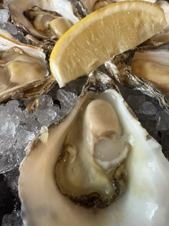Oysters