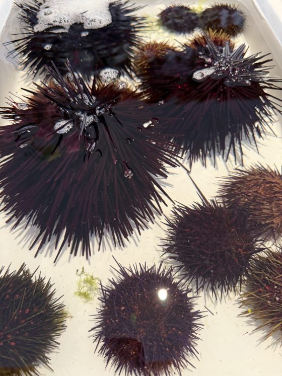 Urchins