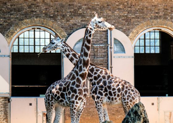 two giraffes in front of building